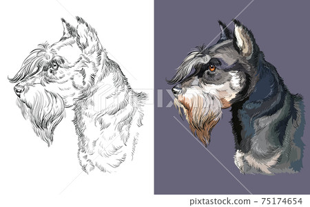 Vector illustration portrait of dog miniature schnauzer 75174654