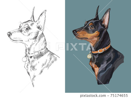 Vector illustration portrait of dog miniature pinscher Vector illustration portrait of dog miniature pinscher 75174655