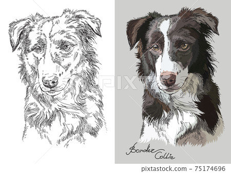 Vector illustration portrait of dog border collie 75174696