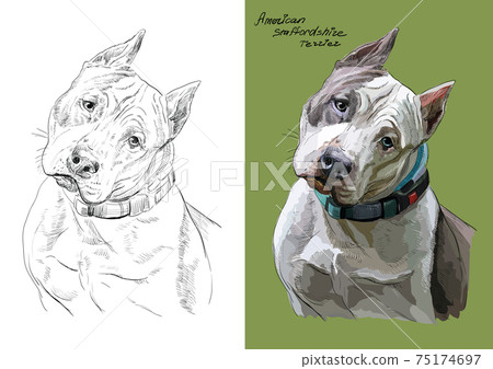 Vector illustration portrait of dog american staffordshire terrier Vector illustration portrait of dog american staffordshire terrier 75174697