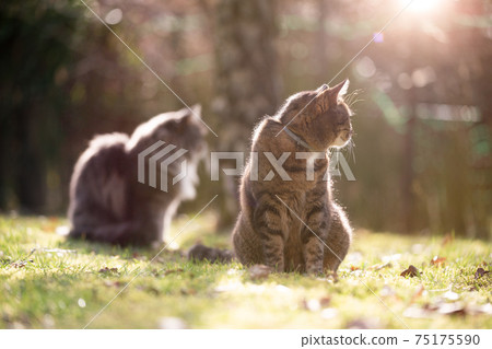 two different breed cats sitting on grass together two different breed cats sitting on grass together 75175590