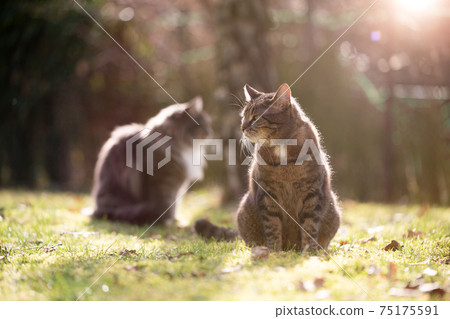 two different breed cats sitting on grass together two different breed cats sitting on grass together 75175591
