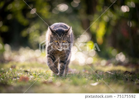 cat walking in nature looking at camera viciously cat walking in nature looking at camera viciously 75175592