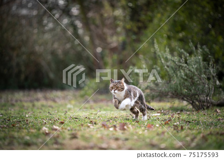 cat running outdoors on green meadow in nature cat running outdoors on green meadow in nature 75175593