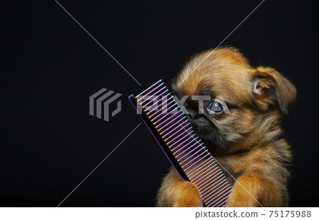 image of dog hairbrush dark background 75175988