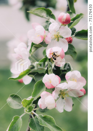 Spring flowers banner. Spring renewal, nature in spring, flowers, blooming, new life, pink flower, sakura blossom 75176430