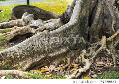 Big ficus tree in Botanical Garden Pamplemousses, Mauritius. 75176623