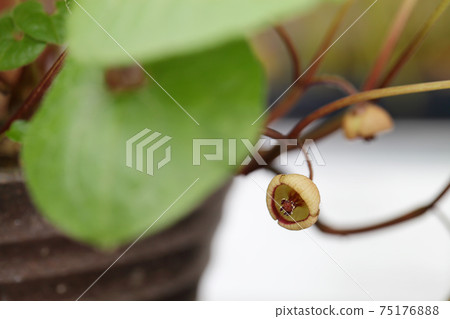 雙葉葵花 75176888