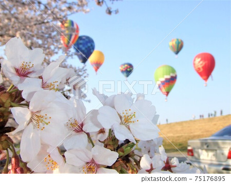 櫻花和氣球（To木市，渡瀨瀨tar地面） 75176895