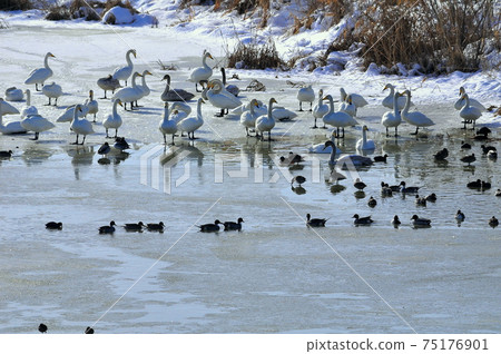 宮城縣伊豆沼市的冷凍天鵝和白胸雁 75176901
