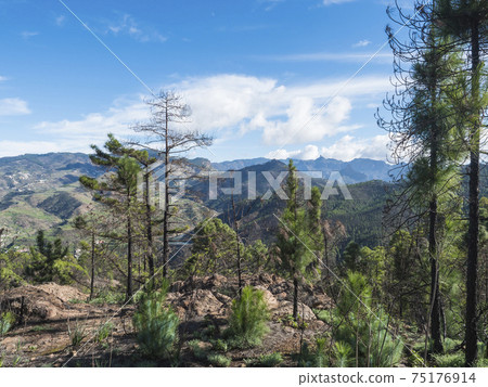 Green hills and forest mountains, landscape of Tamadaba natural park. Gran Canaria, Canary Islands, Spain 75176914