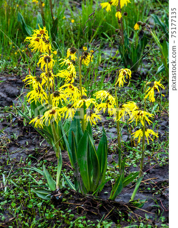 Clementdium blooming in the high moors of the Hengduan Mountains, Sichuan, China Clementdium blooming in the high moors of the Hengduan Mountains, Sichuan, China 75177135