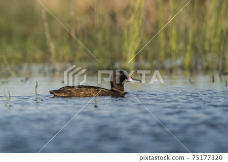 Black headed Duck, Patagonia, Argentina 75177320