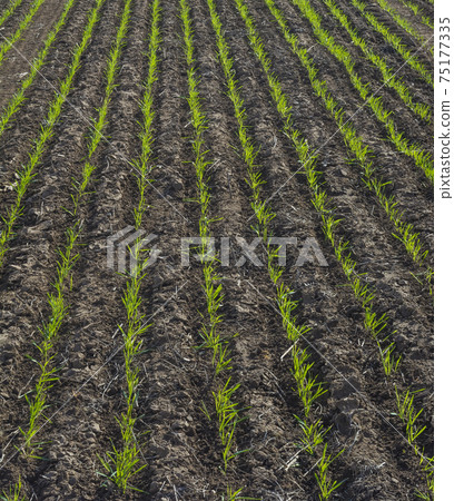 Feed Grass, La Pampa , Argentina Feed Grass, La Pampa , Argentina 75177335