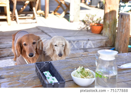 Dachshund and lunch Dachshund and lunch 75177888