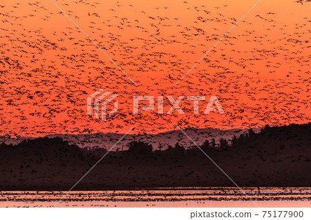 宮城春泉的晨鳥從晨曦中飛行 宮城春泉的晨鳥從晨曦中飛行 75177900