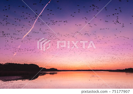 宮城春泉的晨鳥從晨曦中飛行 宮城春泉的晨鳥從晨曦中飛行 75177907