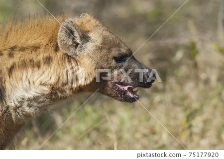 Hyena eating, Africa Hyena eating, Africa 75177920