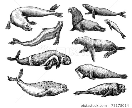 3,000+ Sea Lion Illustrations, Royalty-Free Vector Graphics & Clip Art -  iStock | Seal, Sea otter, California sea lion