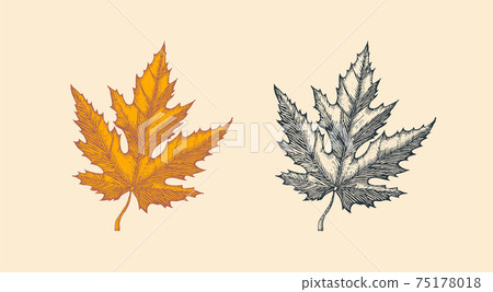 Autumn leaves or herb. Rustic decorative Maple plant. Vector illustration. Engraved hand drawn in 75178018