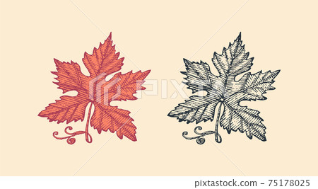 Autumn leaves or herb. Rustic decorative chestnut plant. Vector illustration. Engraved hand drawn in 75178025