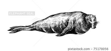 Elephant seal. Marine creatures, nautical animal or pinnipeds. Vintage retro signs. Doodle style 75178056
