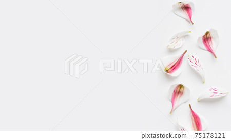 Banner with fragile flower petals and copy space. Pink Alstroemeria petals scattering on white background. Top view, flat lay. 75178121