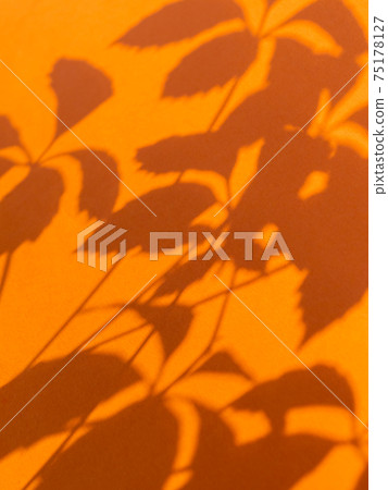 Lacy shadows of Virginia creeper leaves on bright orange background. Five-leaved ivy or five-finger plant on sunlight. Light and shadow on colorful backdrop. 75178127