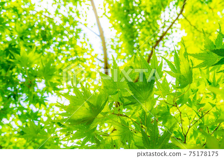 Fresh green of Korankei in early summer [Aichi Prefecture] 75178175