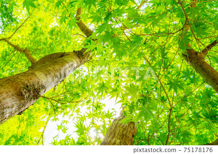 Fresh green of Korankei in early summer [Aichi Prefecture] 75178176