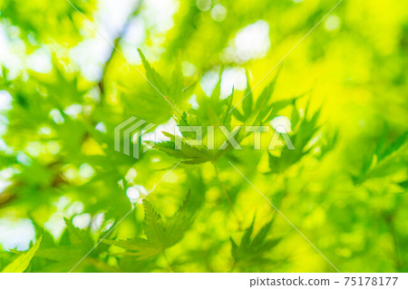 Fresh green of Korankei in early summer [Aichi Prefecture] 75178177