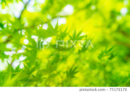 Fresh green of Korankei in early summer [Aichi Prefecture] 75178178