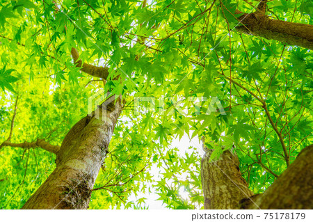 Fresh green of Korankei in early summer [Aichi Prefecture] 75178179