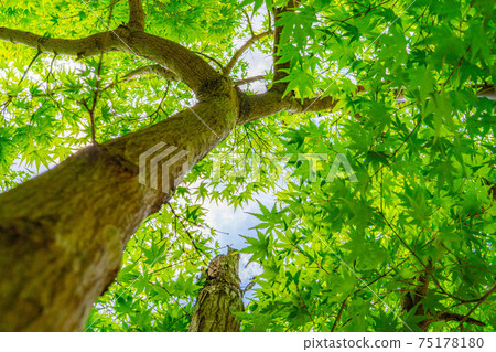 Fresh green of Korankei in early summer [Aichi Prefecture] 75178180