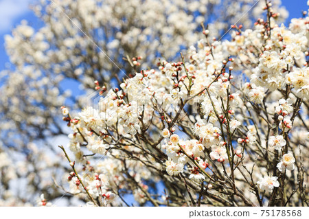 Plum Blossoms Spring 75178568