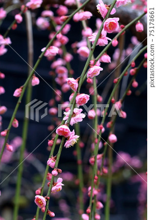 Weeping plums, gorgeousness, early spring (Kochi castle, plum steps) 75178661