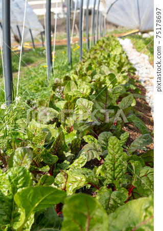 Red chard grown in a greenhouse 75178697