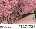 Kawazu樹櫻桃樹行 75178729