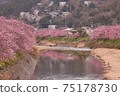 河津櫻花 75178730