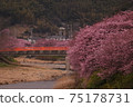 河津的櫻花 75178731