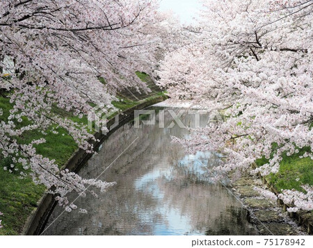 Cherry blossoms in full bloom on the riverside (Saho River, Nara City, Nara Prefecture) 75178942