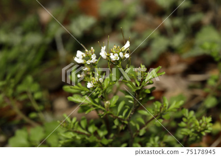 Tanetsukesbana 75178945