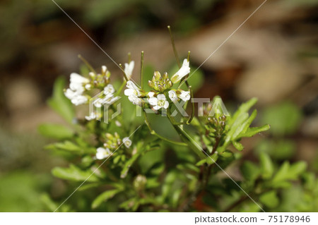 彎曲碎米薺 75178946