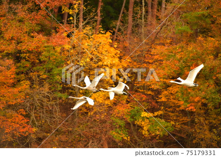 Swan in Oike 75179331