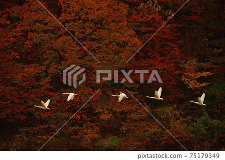 Swan in Oike Swan in Oike 75179349