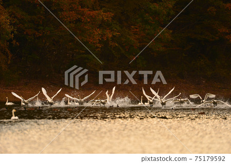 Swan in Oike Swan in Oike 75179592