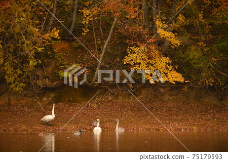 Swan in Oike Swan in Oike 75179593