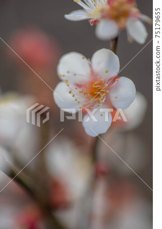 Ansei 100 plum garden Ansei 100 plum garden 75179655