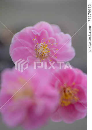 Ansei 100 plum garden Ansei 100 plum garden 75179656