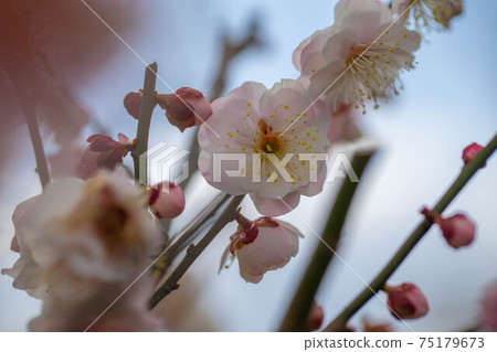 Ansei 100 plum garden Ansei 100 plum garden 75179673